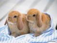 /album/fotogaleria/conejo-jpg/